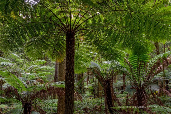 Cathedral of Ferns near Cathedral Reserve: Free camping Blue Mountains. Photo: Images at Murrary