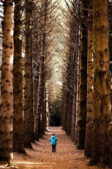 Mount Tomah, Blue Mountains, Australia. Photo: Bec_Ski9