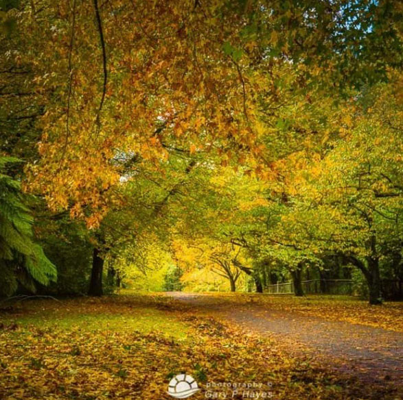 Free Camping Blue Mountains. Mount Wilson. Photo: Gary P Hayes