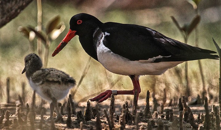 Pied Oystercatch and chick, Brunswick Heads Nature Reserve