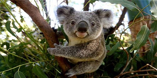 koala