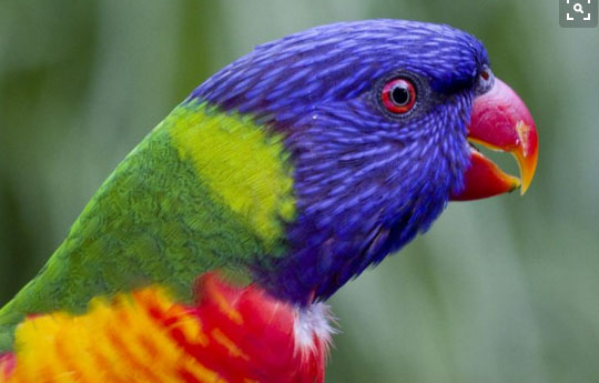 lorikeet