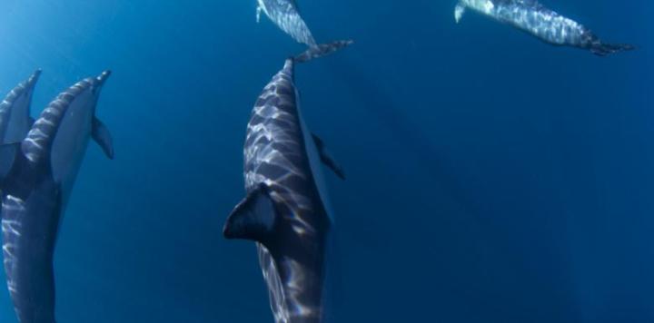 go-ssea-kayak-dolphins