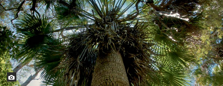 myall_lakes_rainforest