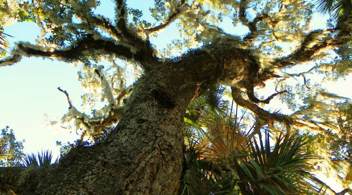 bluesprings-clarke-lagrange