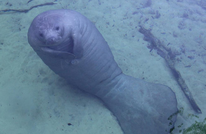 bluesprings-tobin-buddenhagen