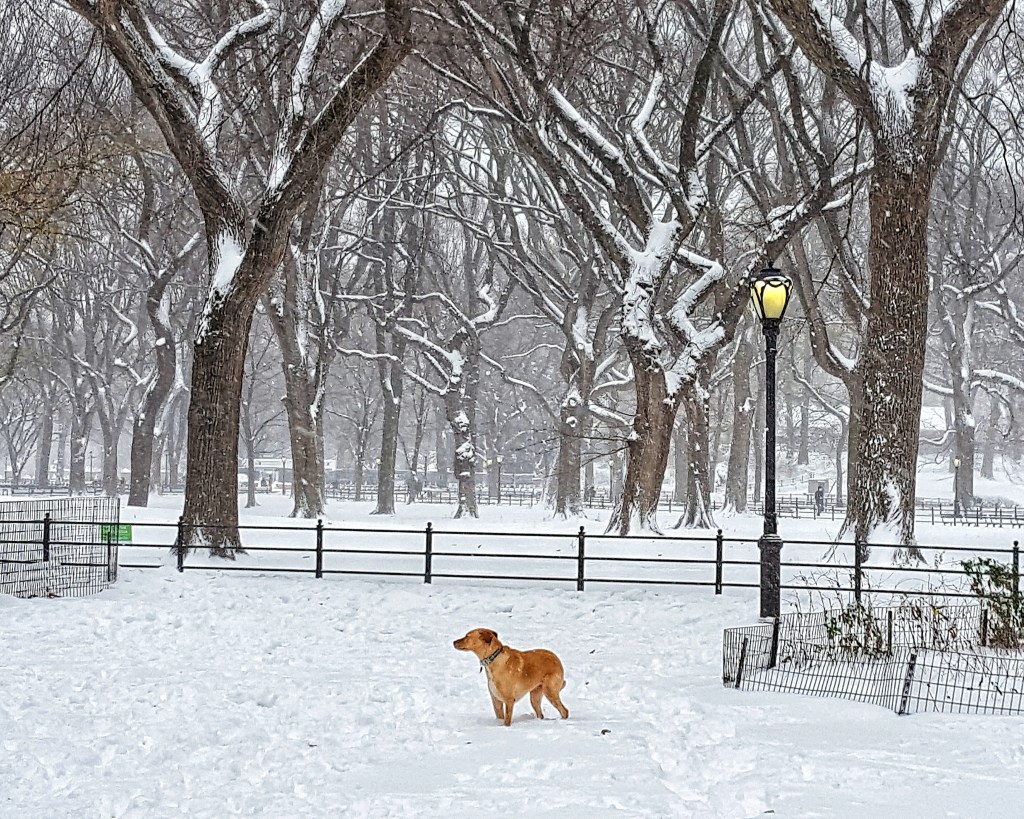 Snowing in New York City, Central Park. Dog and lamp