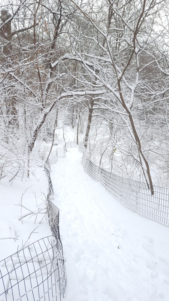 The Ramble covered in snow, New York City, Central Park.