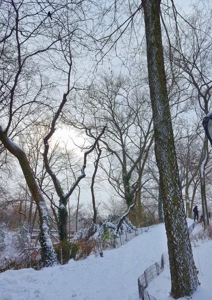 Winter sun and snow, New York City, Central Park.